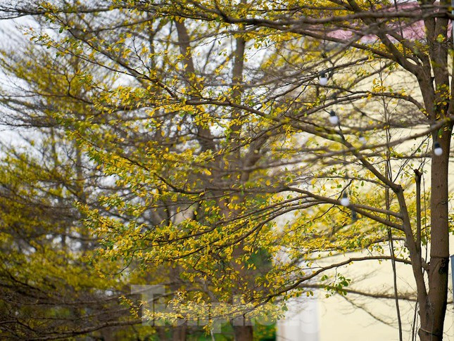 Lộc vừng được trồng rất nhiều ven Hồ Hoàn Kiếm, đây cũng là loại cây được rất nhiều người yêu thích. 