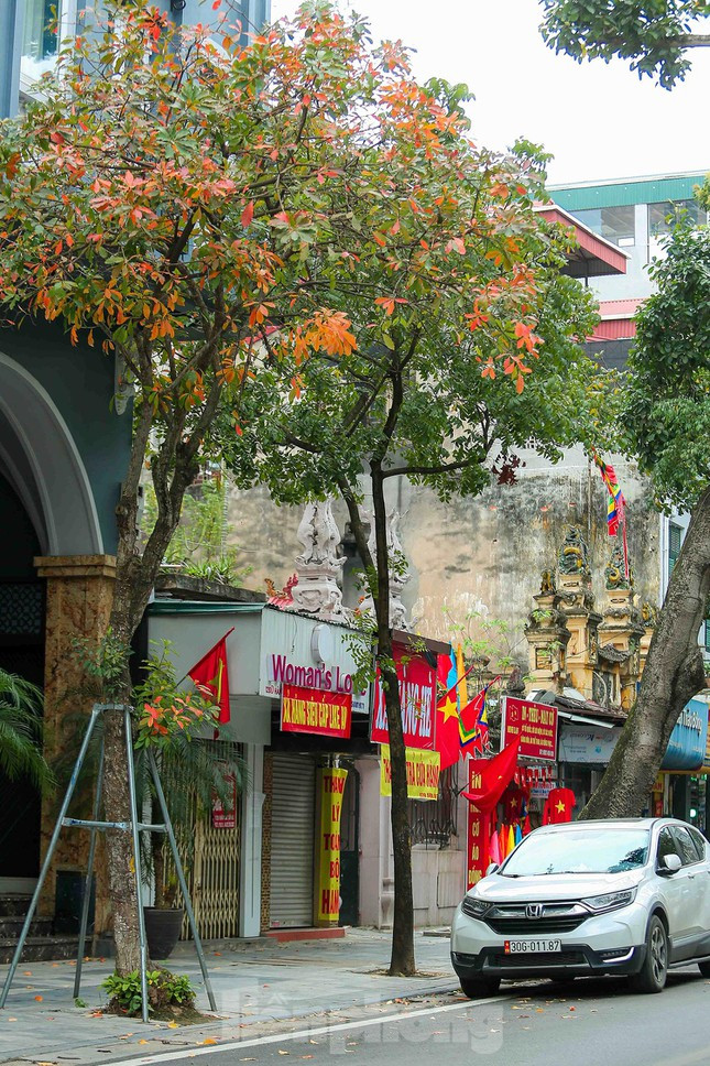 Từng tán lá vàng, lá đỏ đưa mình theo gió, nổi bật cả một góc trời. 