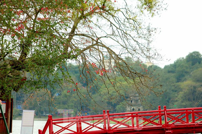 Một Hà Nội dịu dàng, một Hà Nội nên thơ, đi giữa phố phường Thủ đô những ngày này cứ ngỡ như đang "lạc bước" ở trời Âu.