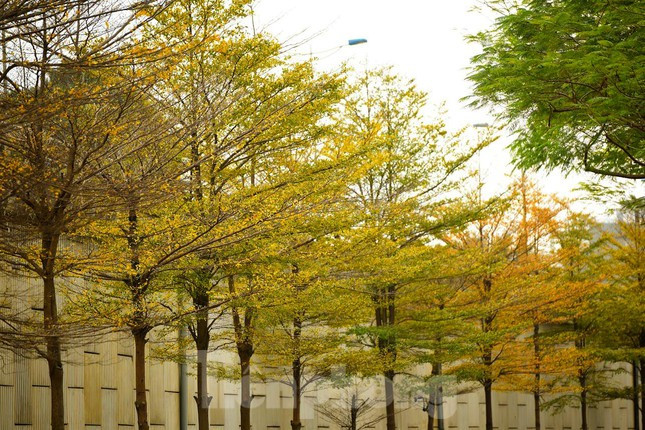 Mùa lá vàng khiến mọi người đều có chút bâng khuâng khi đi dưới những con đường lãng mạn.