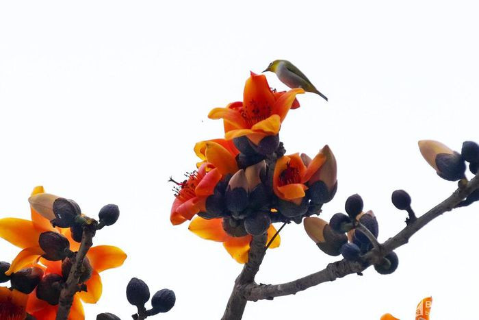 Hoa gạo đỏ rực, nở liên tục kéo dài cả tháng trời. Ảnh Nhật Thanh