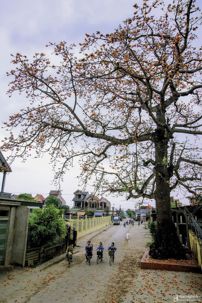 Mỗi khi tháng Ba về, nhìn thấy màu hoa gạo đỏ rực dọc đường đi lại khiến nhiều người nhớ về kỷ niệm tuổi thơ, những ngày cắp sách đến trường làng. Trong ảnh: Cây gạo Di sản ở xã Quỳnh Lương, Quỳnh Lưu. Ảnh: Nhật Thanh