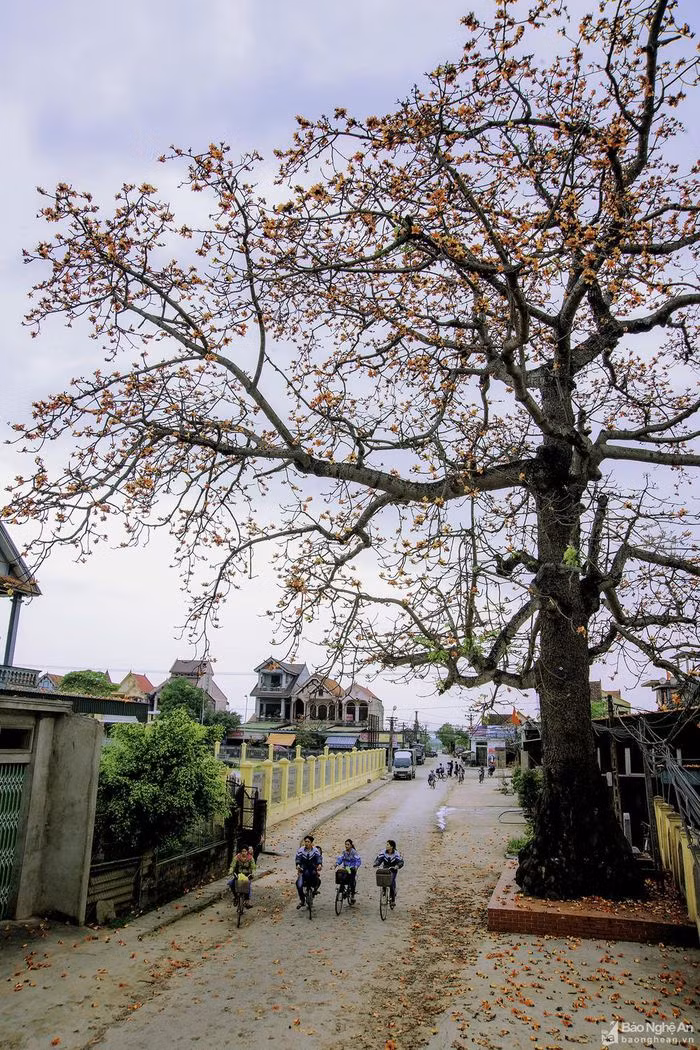 Mỗi khi tháng Ba về, nhìn thấy màu hoa gạo đỏ rực dọc đường đi lại khiến nhiều người nhớ về kỷ niệm tuổi thơ, những ngày cắp sách đến trường làng. Trong ảnh: Cây gạo Di sản ở xã Quỳnh Lương, Quỳnh Lưu. Ảnh: Nhật Thanh