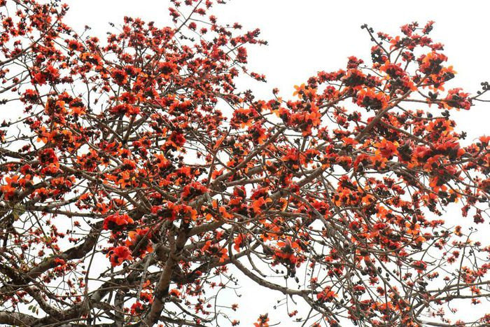 Mùa hoa gạo, trên những cành gạo, lá gạo đã đổ hết chỉ còn búp hoa và những bông hoa. Ảnh: Huy Thư 