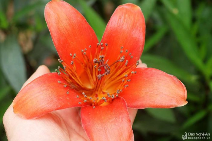 Hoa gạo là loài hoa cánh đơn với 5 cánh lớn, dày, bung nở cùng lúc tạo nên những bông hoa gạo đỏ rực. Hoa gạo đã đi vào thơ ca, nhạc họa của bao thế hệ. Nhìn hoa gạo mọi người lại nhớ câu ca: "Bao giờ cho đến tháng Ba Hoa gạo rụng xuống bà già cất chăn". Ảnh: Huy Thư