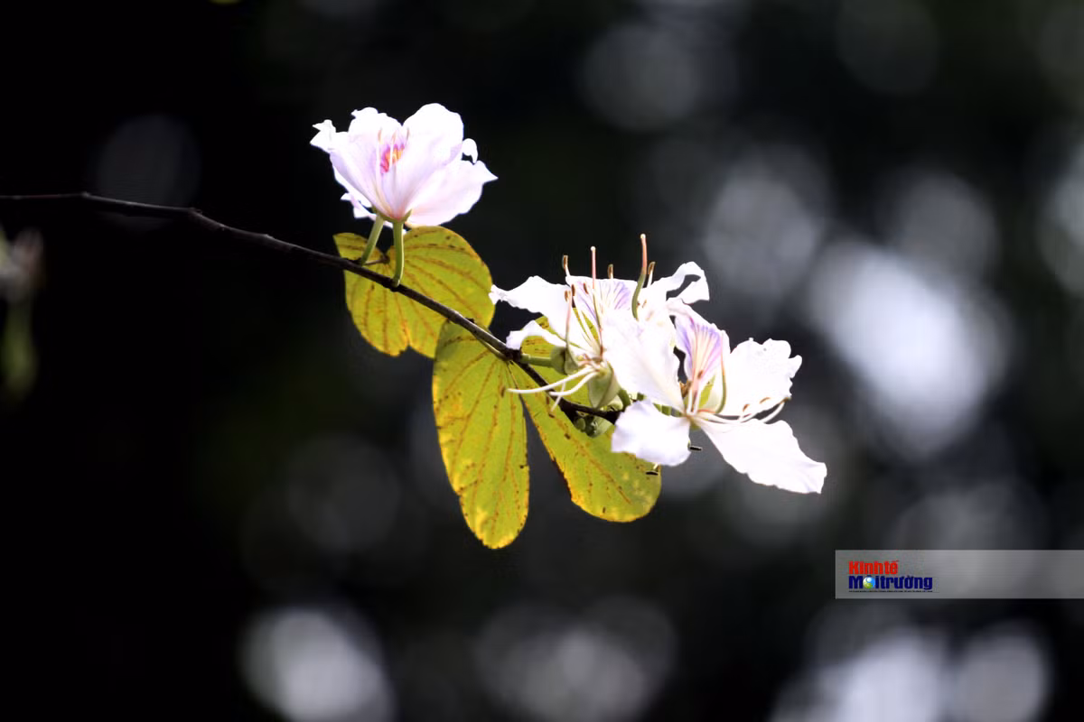 Chi em dua nhau check-in tren con duong hoa ban dep nhat Ha Noi