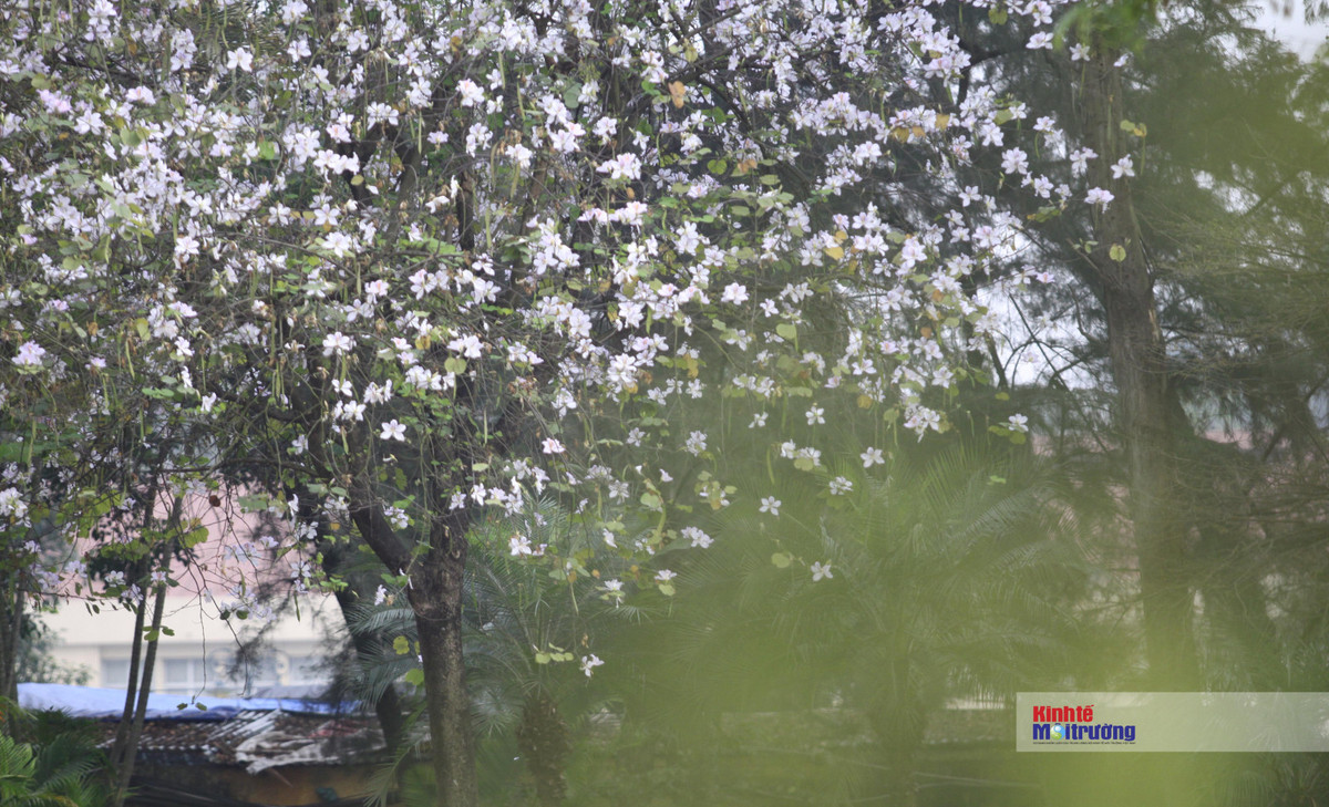 Chi em dua nhau check-in tren con duong hoa ban dep nhat Ha Noi-Hinh-7