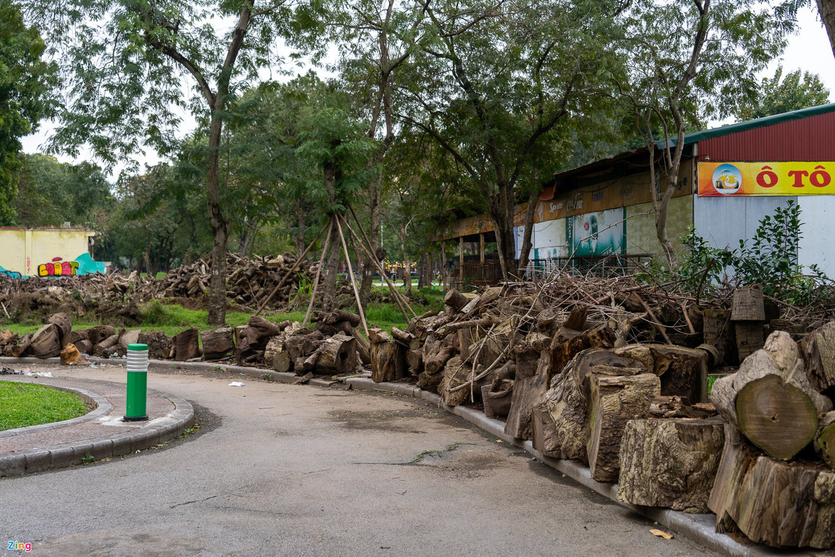 Những thân cây bị cắt bỏ xếp la liệt.