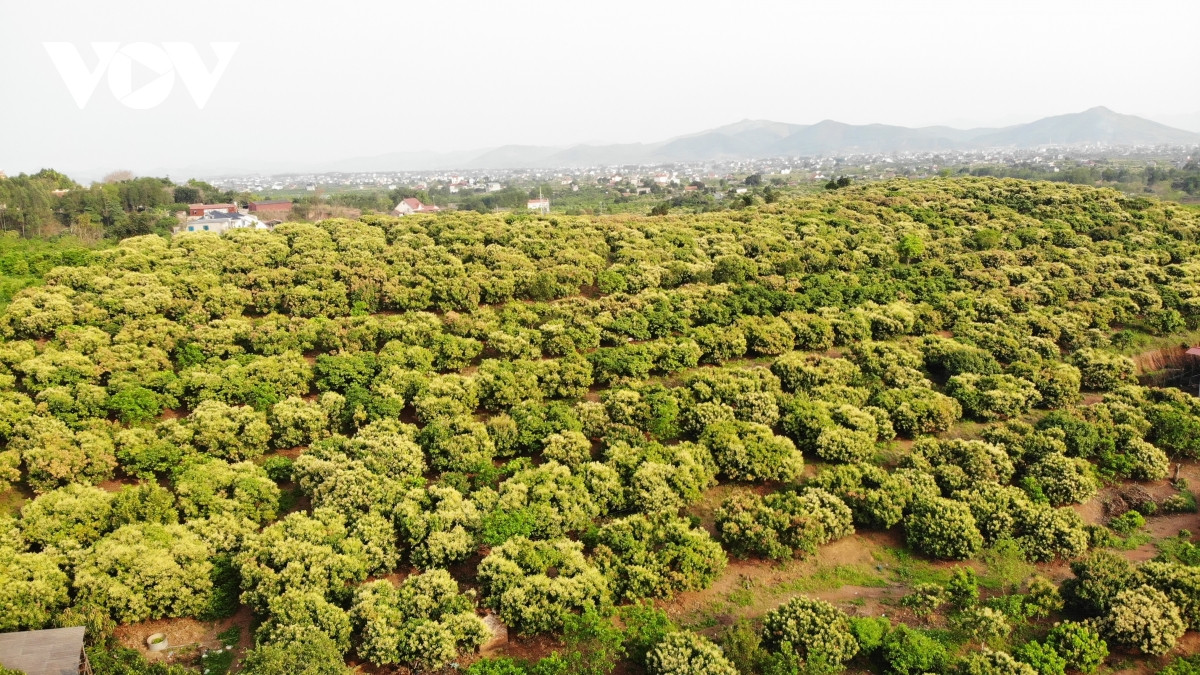 Riêng vải thiều, loài quả từng được xem là sản vật tiến vua, là cây xóa đói giảm nghèo đang khoe sắc, đua hương giữa tiết xuân, hứa hẹn một vụ mùa bội thu, được giá với niềm mong đợi của người dân vùng đất vải.