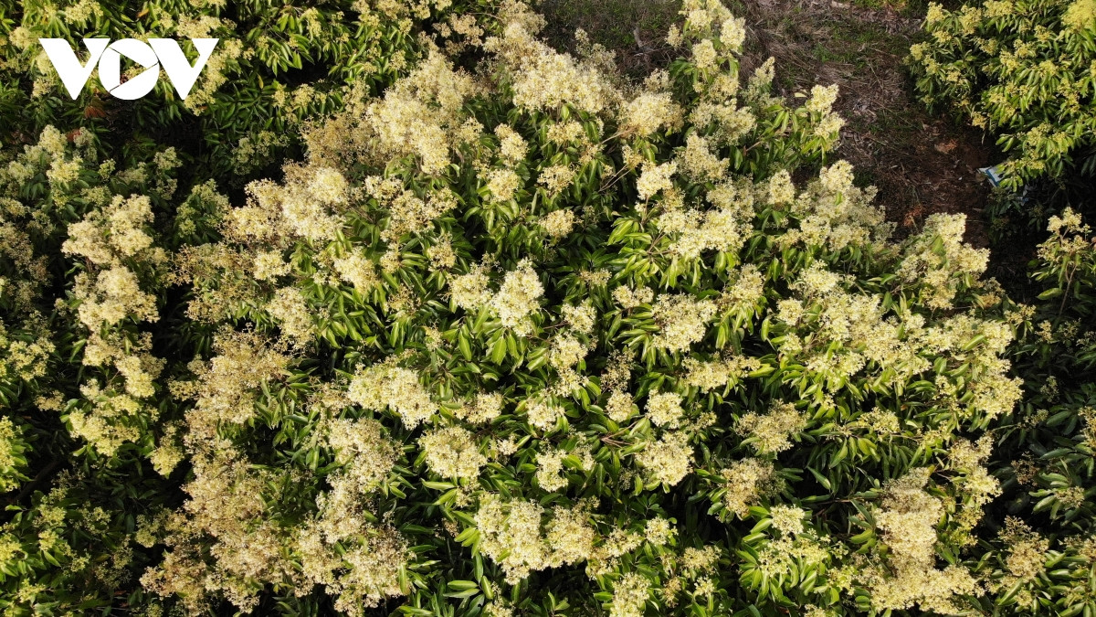 Hoa vải không trắng tinh như hoa cà phê, mà có màu trắng trong tinh khiết. Hương của hoa vải cũng không nồng nàn như hương của hoa cam, hoa bưởi mà dịu dàng, phải lặng ngắm và thật tinh tế mới cảm nhận được hương hoa. 