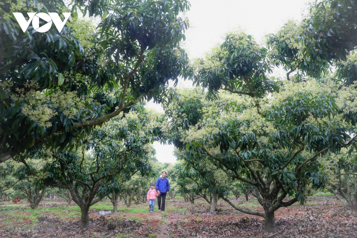 Theo các gia đình trồng vải huyện Lục Ngạn (Bắc Giang), thời gian qua, thời tiết có nhiều ngày lạnh sâu tạo điều kiện cho cây vải phân hóa mầm hoa cộng với vải được chăm sóc tốt giúp ra hoa đạt tỷ lệ cao, hiện đạt hơn 70%, trong đó diện tích vải sớm tỷ lệ ra hoa đạt khoảng 90%.