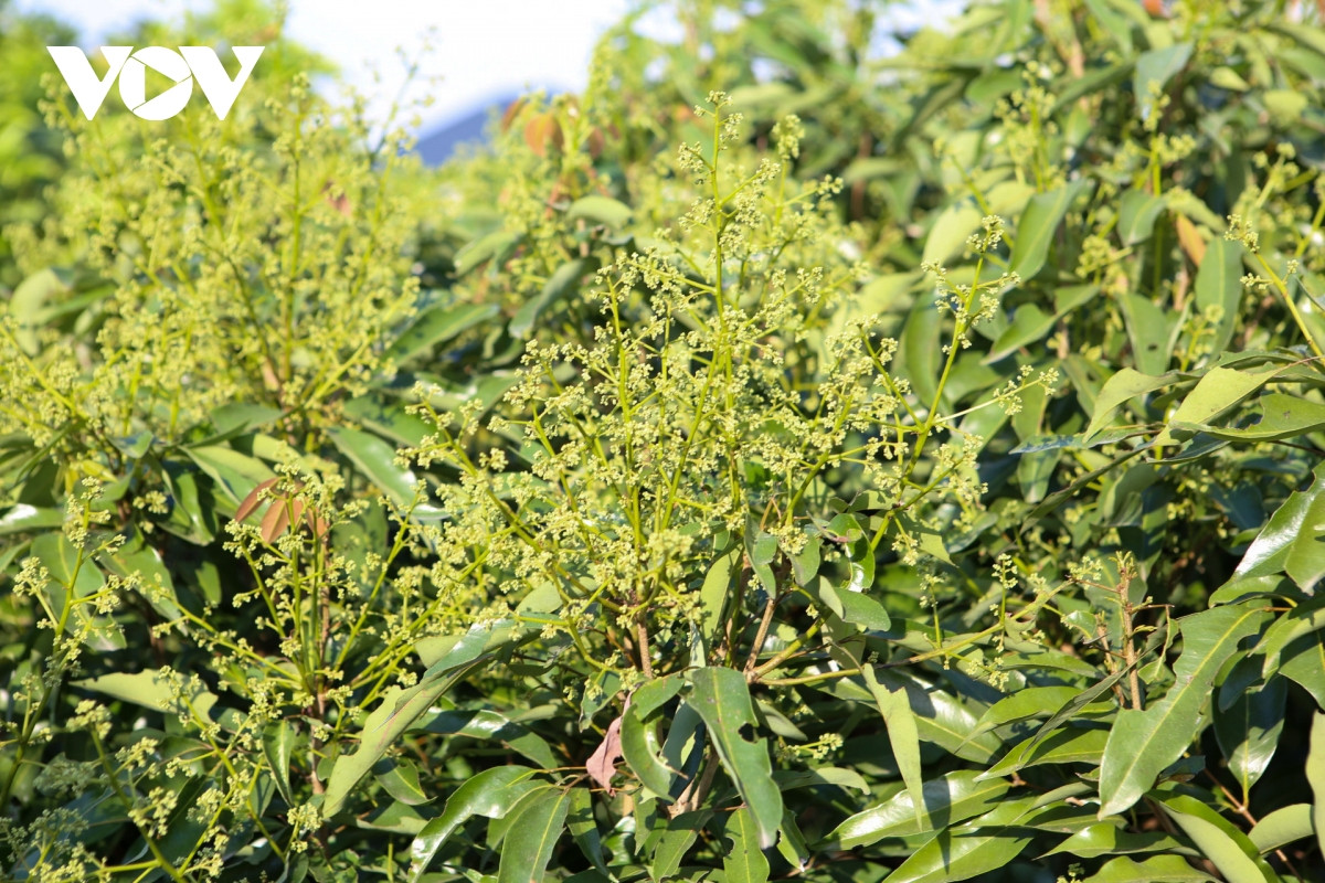 Hoa vải nở rộ cũng là dịp để các chú ong tranh thủ đi hút mật hoa.