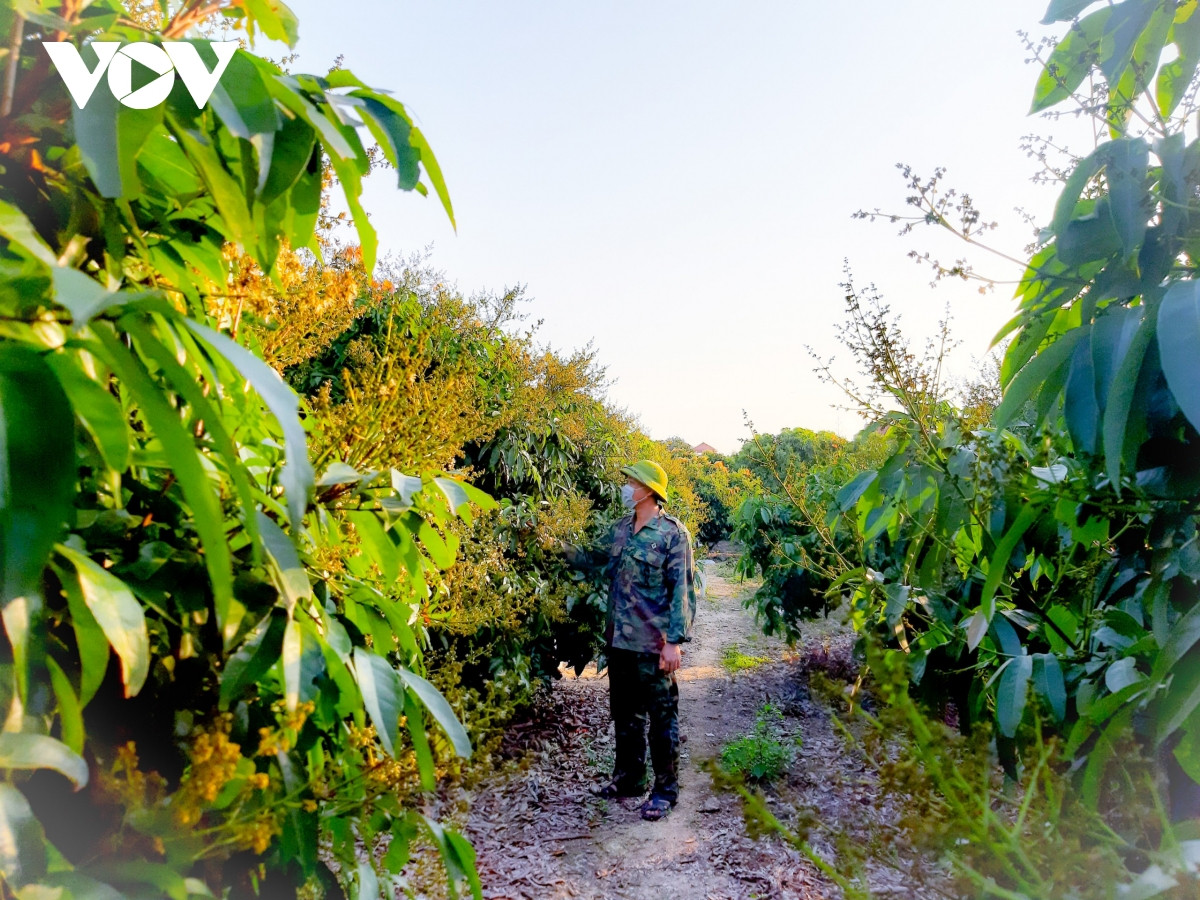 Giúp người dân chăm sóc vải thiều đạt hiệu quả cao, UBND huyện Lục Ngạn chỉ đạo các cơ quan chuyên môn phối hợp với chính quyền cơ sở hướng dẫn các biện pháp chăm sóc cho bà con như: Tưới nước đủ ẩm kết hợp phun các loại phân bón lá và chất điều tiết sinh trưởng tăng khả năng đậu quả, giữ quả, năng suất và chất lượng.