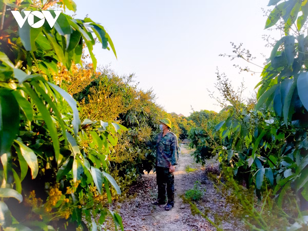 Giúp người dân chăm sóc vải thiều đạt hiệu quả cao, UBND huyện Lục Ngạn chỉ đạo các cơ quan chuyên môn phối hợp với chính quyền cơ sở hướng dẫn các biện pháp chăm sóc cho bà con như: Tưới nước đủ ẩm kết hợp phun các loại phân bón lá và chất điều tiết sinh trưởng tăng khả năng đậu quả, giữ quả, năng suất và chất lượng.