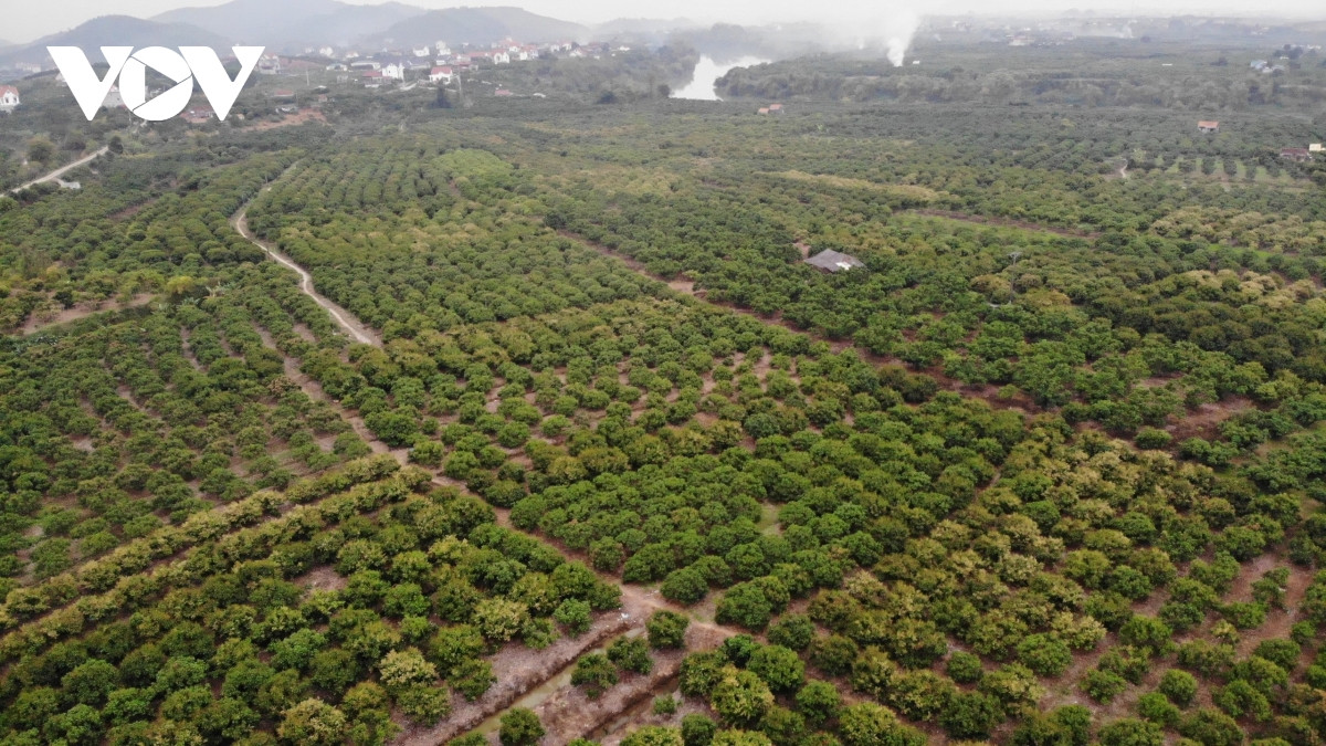 Năm nay, huyện Lục Ngạn (Bắc Giang) có kế hoạch sản xuất hơn 15,7 nghìn ha vải thiều. Trong đó, diện tích vải sớm gần 2,8 nghìn ha, còn lại là vải thiều chính vụ và vải muộn.