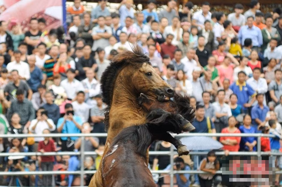 Những con ngựa tham gia tranh đấu không phải tất cả đều hung hăng, hiếu chiến. Tuy nhiên, nếu chúng không chịu lao vào các cuộc chiến, người ta sẽ sử dụng những biện pháp kích thích như đánh bằng gậy cứng và bắn súng ngay bên tai chúng để chúng trở nên hoảng hốt và mất kiểm soát.