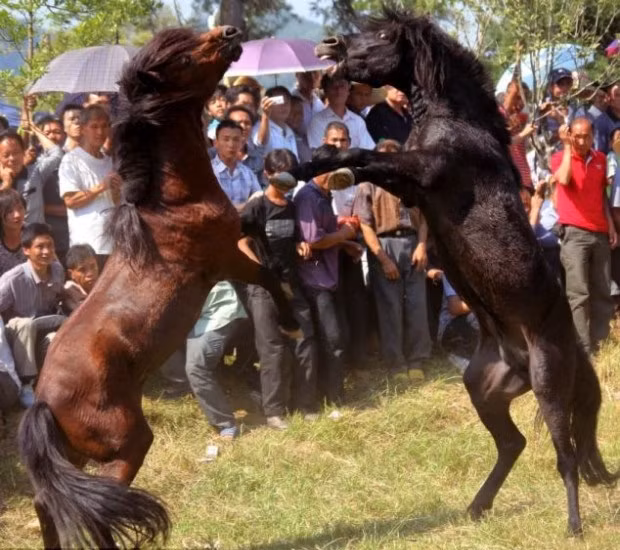 Nhiều người lên án đây là một lễ hội độc ác và vô nhân đạo, không nên duy trì và thực tế những trận "chọi" ngựa đã bị cấm hầu hết trên toàn thế giới. Tuy nhiên truyền thống này vẫn được hưởng ứng ở một số nước châu Á như Philippines, Indonesia, Hàn Quốc, đặc biệt là Trung Quốc.