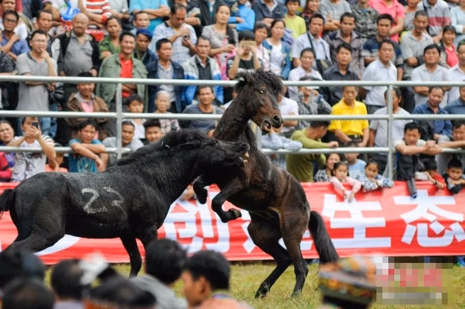 Khi đã mất kiểm soát, những con ngựa sẽ "chọi" nhau điên cuồng, tung những cú đá giận dữ, lao vào cắn nhau dữ dội đến sứt đầu mẻ trán. Mỗi khi có những pha ẩu đả gây tổn thương lớn, người xem lại hò reo thích thú.