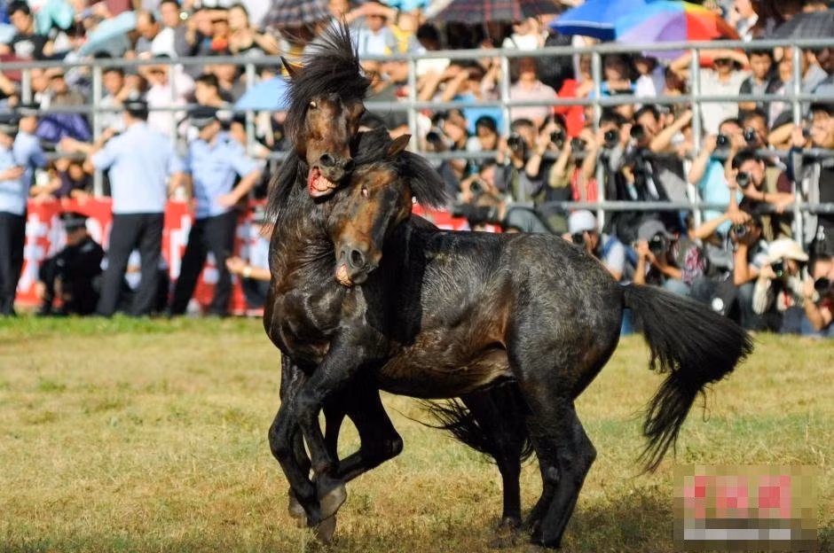 Được biết, sự kiện này được tổ chức để đánh dấu sự kết thúc của vụ mùa mùa thu và đã có truyền thống nhiều thế kỷ. Theo một báo cáo, lễ hội chọi ngựa này có ở nhiều vùng nông thôn Trung Quốc và đã từ 500 trước đây.