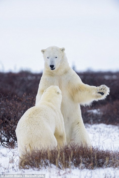 Trận chiến đấu này rất có thể là một màn giải trí, vận động cơ bắp của hai con gấu đang thừa năng lượng.