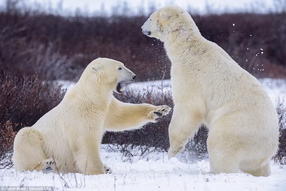 Gấu Bắc cực được xem là loài động vật vô cùng mạnh mẽ, có thể săn giết con mồi một cách rất tàn nhẫn và bá đạo.