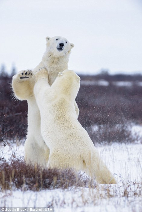 Những con gấu Bắc cực này khoảng 6 đến 8 tuổi, là những động vật hoang dã gần như không có kẻ thù tự nhiên trong môi trường sống của mình.