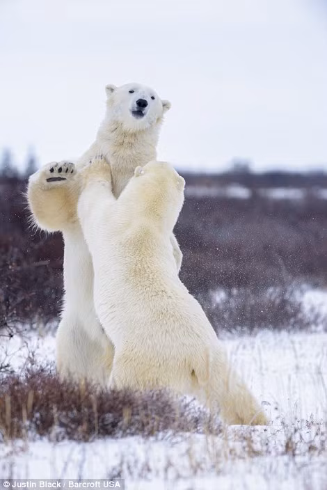 Những con gấu Bắc cực này khoảng 6 đến 8 tuổi, là những động vật hoang dã gần như không có kẻ thù tự nhiên trong môi trường sống của mình.