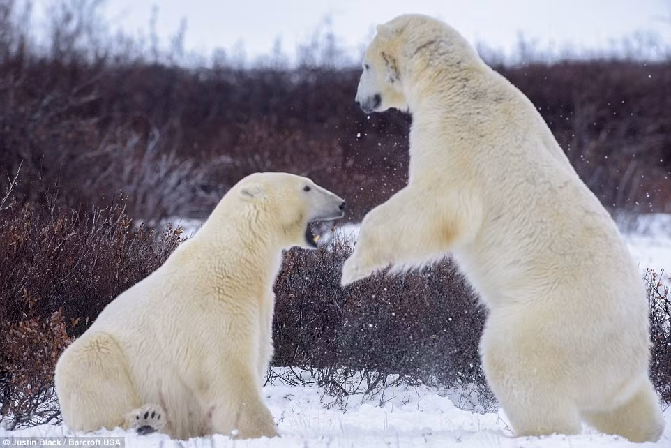 Nhiếp ảnh gia 42 tuổi, Justin Black trong một chuyến thăm vịnh Hudson ở Canada đã chụp lại được những hình ảnh thú vị khi gấu Bắc cực chiến đấu như võ sĩ chuyên nghiệp trên nền tuyết trắng.