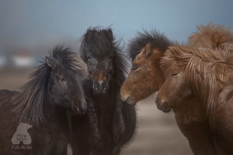 Đàn ngựa hoang đứng chụm vào nhau để chắn bớt gió.
