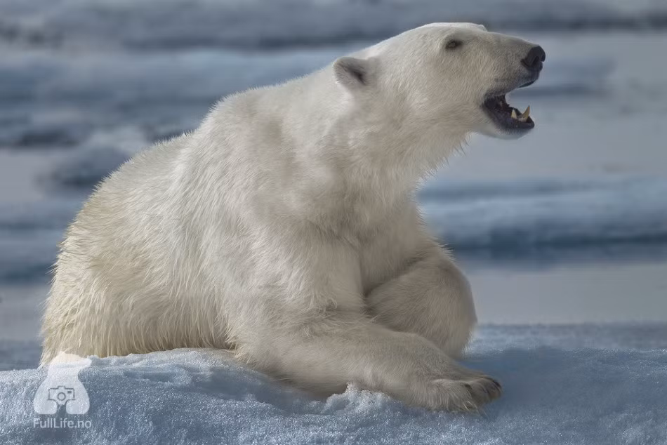 Gấu Bắc cực đôi khi có những hành động rất đáng yêu khiến người ta quên rằng chúng là một trong những loài động vật ăn thịt khốc liệt nhất thế giới, có thể tấn công và giết chết con người một cách đơn giản.