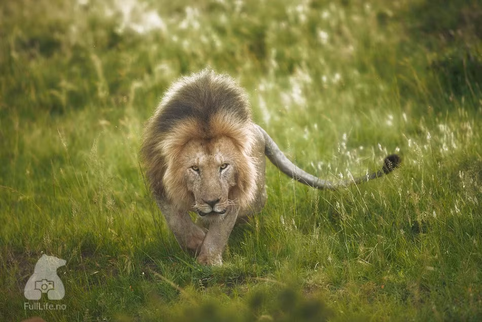 Ánh mắt đầy thù hằn mang tính cảnh cáo của một vị vua sư tử.