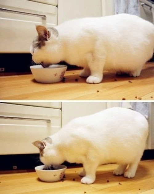 Ăn, ăn và ăn là những gì chú mèo béo này thích làm nhất trong ngày.