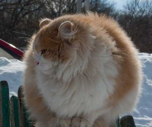 Nếu nhìn từ xa, không ai có thể nhận ra cục bông màu vàng trằng này là một con mèo bởi nó béo đến nỗi rụt cả đầu.