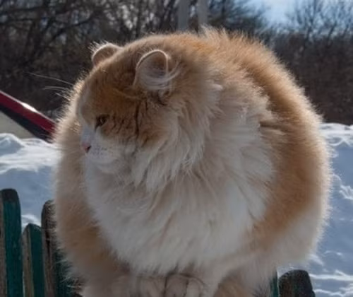 Nếu nhìn từ xa, không ai có thể nhận ra cục bông màu vàng trằng này là một con mèo bởi nó béo đến nỗi rụt cả đầu.