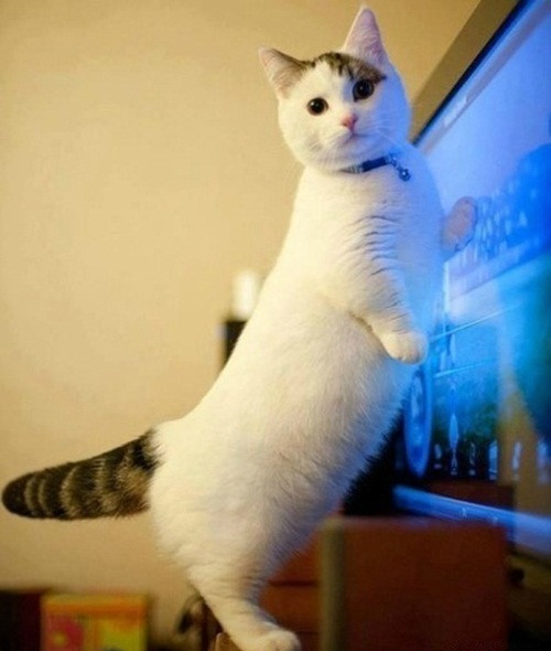 Tuy béo nhưng nhờ chăm chỉ nghịch ngợm, chú mèo này vẫn duy trì được thân thể... 3 vòng như một.