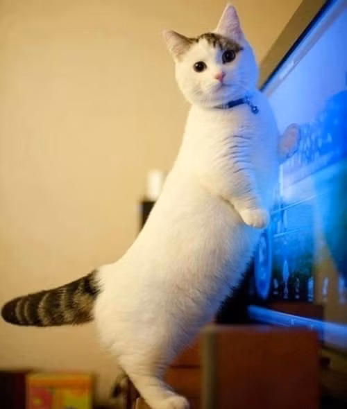 Tuy béo nhưng nhờ chăm chỉ nghịch ngợm, chú mèo này vẫn duy trì được thân thể... 3 vòng như một.