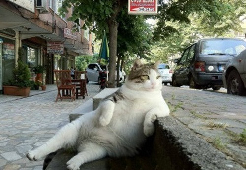 Leo một bậc phải ngồi dựa để thở, chú mèo này cũng ý thức được bản thân bị béo phì.