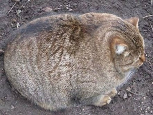 Béo đến nỗi tròn như một quả bóng, chú mèo này khiến chủ nhân phải vất vả khi bế lên.