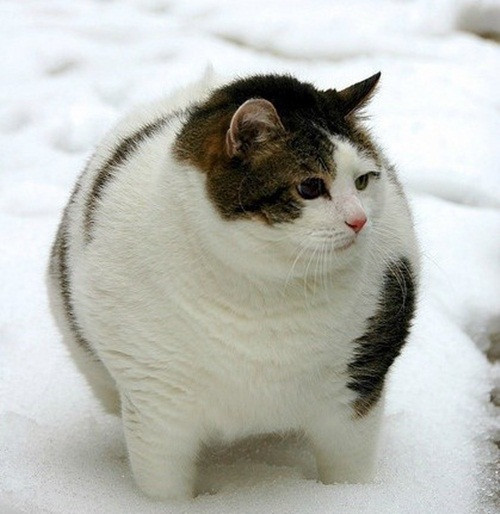 Mèo béo tuy có bất lợi về mặt linh hoạt, dẻo dai so với đồng loại nhưng chúng có lớp mỡ cực dày chống đông rất hiệu quả.