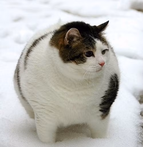 Mèo béo tuy có bất lợi về mặt linh hoạt, dẻo dai so với đồng loại nhưng chúng có lớp mỡ cực dày chống đông rất hiệu quả.