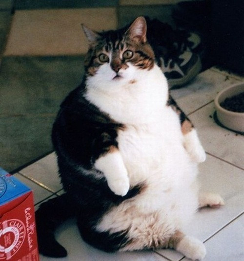 Khi đã ngồi dậy, rất khó để đứng lên bình thường vì chú mèo này quá thừa cân.