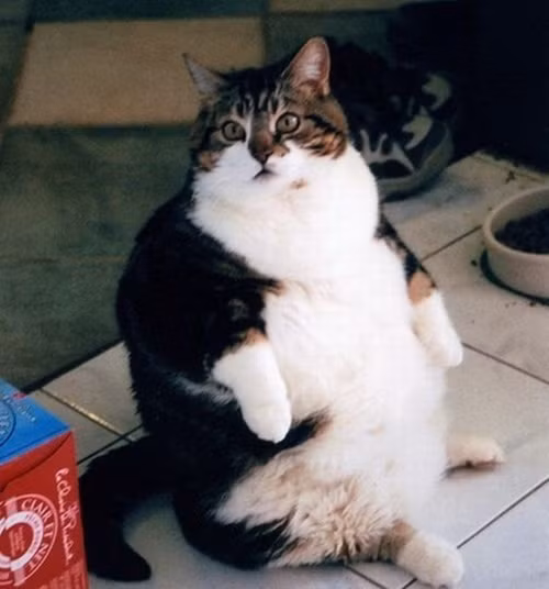 Khi đã ngồi dậy, rất khó để đứng lên bình thường vì chú mèo này quá thừa cân.