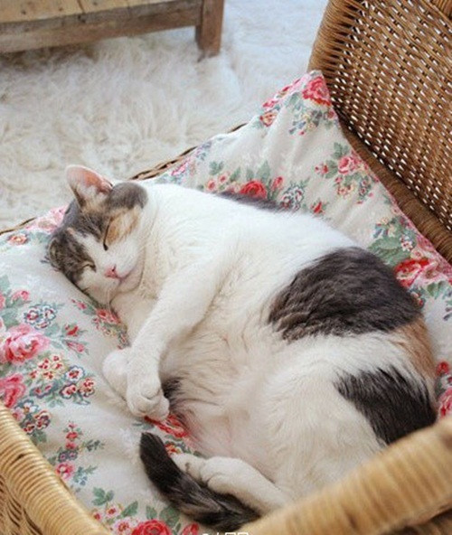 Ăn và ngủ là sở thích của những chú mèo siêu béo.