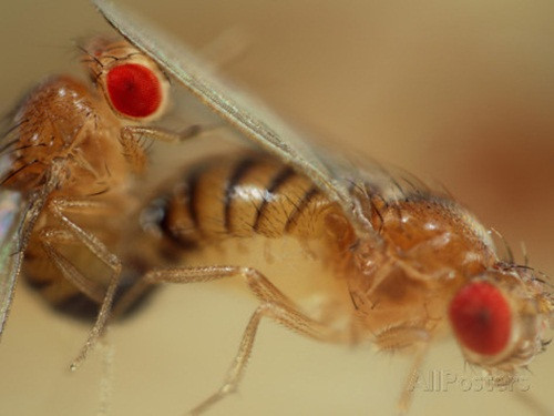 Tiến sĩ Michelle Taylor - người đứng đầu nghiên cứu thì thành tựu của nghiên cứu này đã chỉ ra được mối quan hệ giữa phát triển gene và môi trường. Giúp chúng ta hiểu rõ hơn về vai trò của môi trường, ảnh hưởng của nó đến bộ mã gene tiến hóa, đến sự tăng giảm dân số loài của một số quần thể động vật.