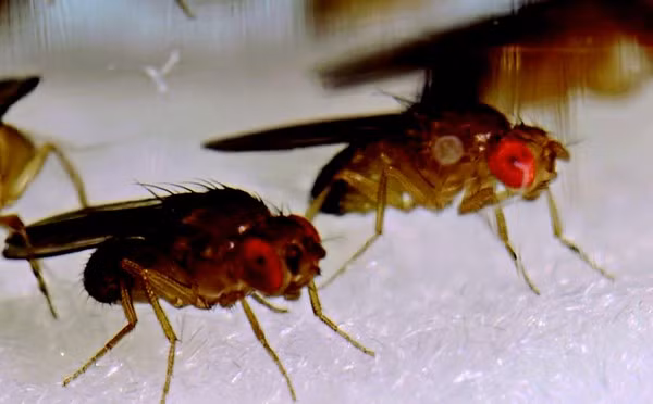 Ruồi hoa quả có đời sống tình dục kỳ quặc này có tên khoa học là Drosophila pseudoobscura. Theo nghiên cứu, nhiệt độ sẽ chi phối sự chung thủy của loài ruồi giấm này. Khi trời ấm áp, ruồi giấm sẽ chung thủy, thể hiện mình là những người chồng, người vợ đoan chính.