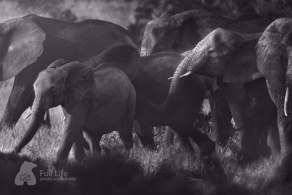 Khi di chuyển, những con voi con luôn được cả đàn bao bọc để bảo đảm sự an toàn.