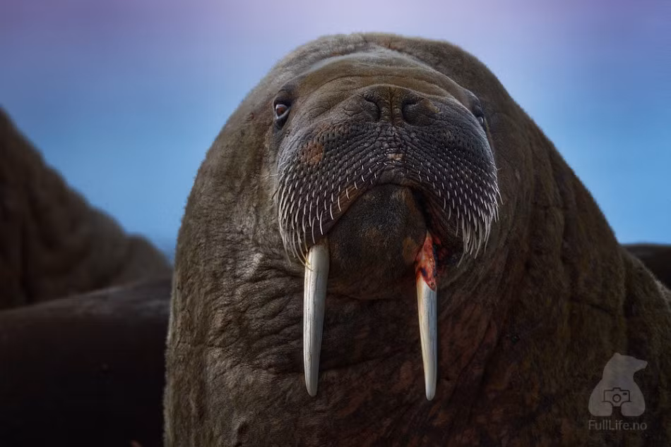 Chân dung sư tử biển với cặp nanh nhuốm máu con mồi.