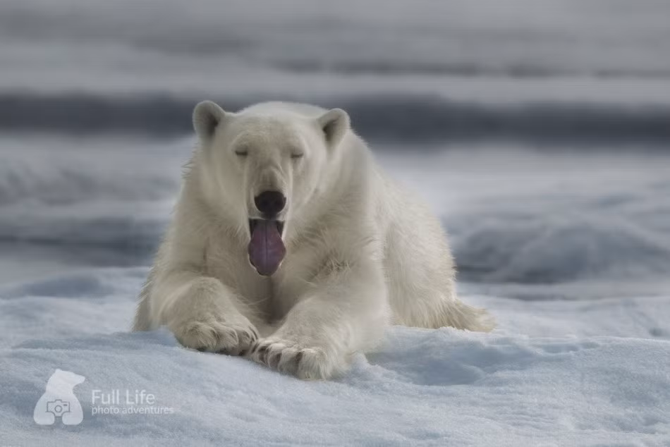 Nhưng cũng có lúc nó tỏ ra hài hước và thân thiện.