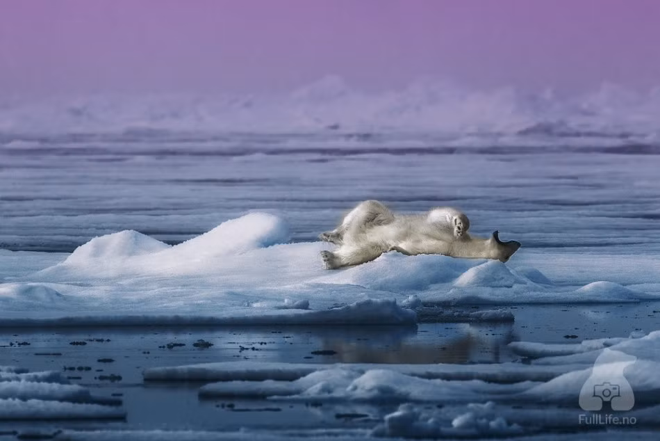 Khi thì nằm lăn ra tuyết ngoác miệng như ăn vạ.