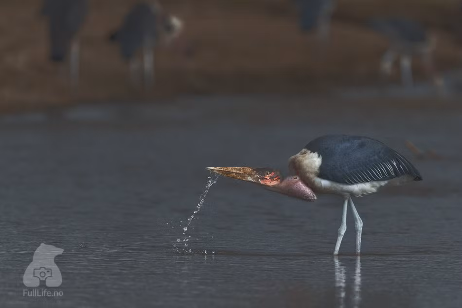 Khoảnh khắc một con cò bạnh cổ để nuốt chửng con cá vừa bắt được.